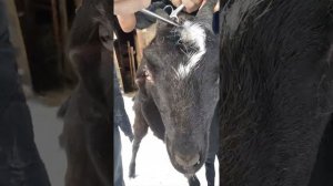 Обезроживание козы или удаление рогов резинками