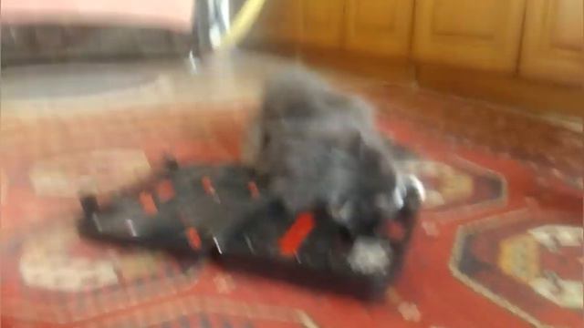ИНСТРУМЕНТ против КОТА смотреть онлайн