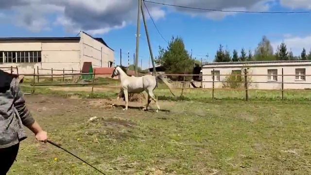 YOBROPA OSIYONI MASHHUR OTLARI SOTLADI ПРОДАЖА ЛОШАДЕЙ +79883400208 Телеграм / Вотсап смотреть онлайн