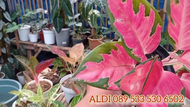 GIVE AWAY !!! Update Harga Aglonema Mulai 10 Ribu ( Gratis Ongkir ) смотреть онлайн