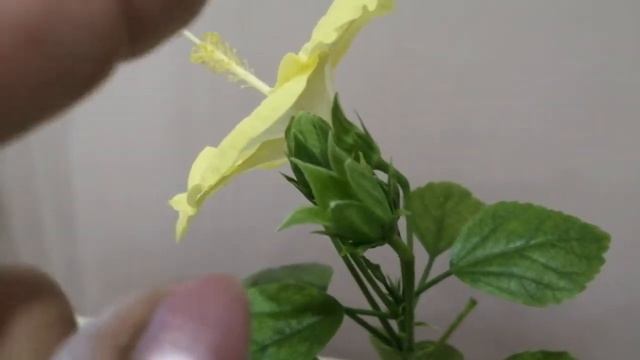 Гибискус Луна. смотреть онлайн