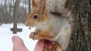 Удалось покормить Длинноухого