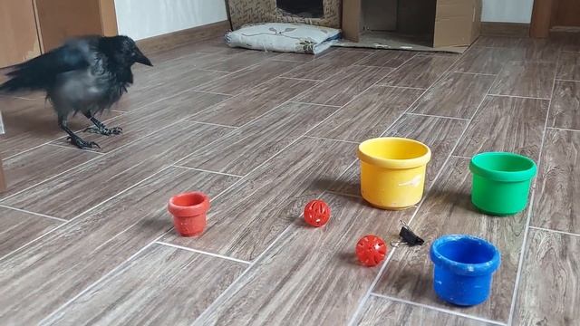 В дождливый день Капля решила остаться дома смотреть онлайн