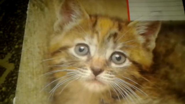 Приветы Арина вей, Татьяна Супрун и Соня информация смотреть онлайн