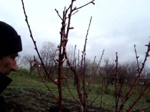 Обрезка персика весной