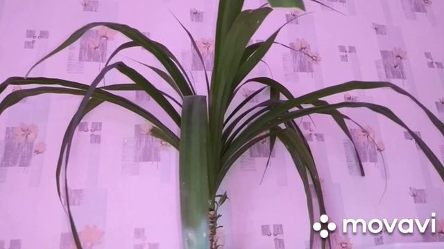 Обзор комнатных цветов.Посадка черенков фуксии и клеродендрума. смотреть онлайн