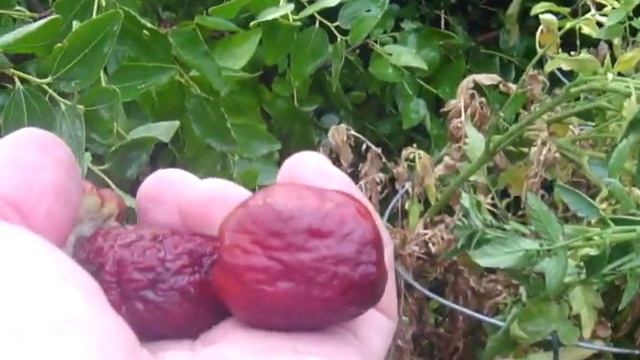 Jujube, Ziziphus,Chinese date,Зизифус,Китайский финик (part 1) смотреть онлайн