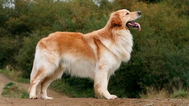 ТОП 10 САМЫХ РЕДКИХ СОБАК В МИРЕ смотреть онлайн