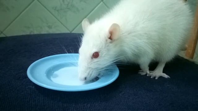 Крыса пьет молоко / Rat drinking a milk / Крыса умывается /Рика / Крыса Альбиноc смотреть онлайн