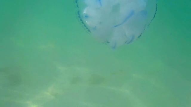 Супер! Медузы съемка под водой / Jellyfish underwater shooting смотреть онлайн