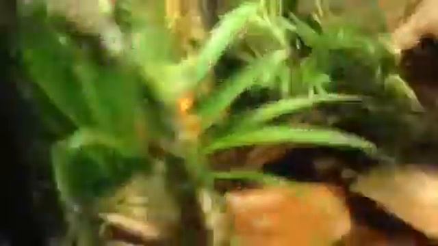 How to set up a poison dart frog terrarium (part 2) (3/3) смотреть онлайн