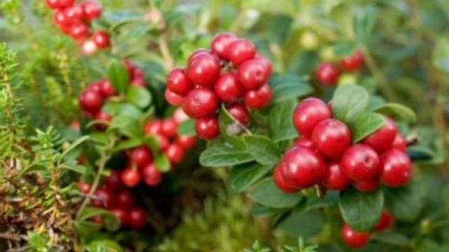 Мир грибной флоры