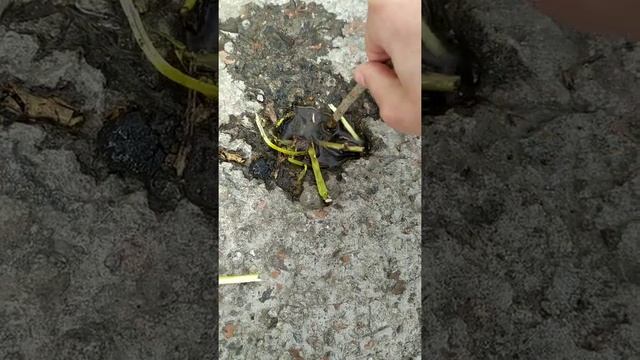 Готовка супа из говна и палок (для голубей)