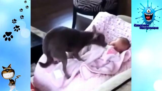 Собаки любящие детей.Такие Милые и Смешные #21 смотреть онлайн