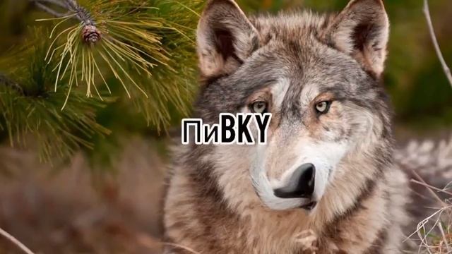 Волка нельзя приучить к лотку, волка можно приучить к пивку! смотреть онлайн