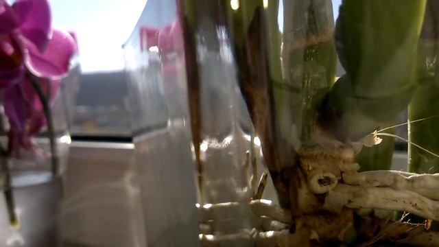 Мои красавицы каттлеи!!! My lovely cattleya! Уход, полив и тд. смотреть онлайн