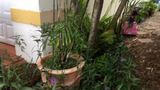 RU522 - Mexican Petunia - Ruellia Simplex - Purple Flowers смотреть онлайн
