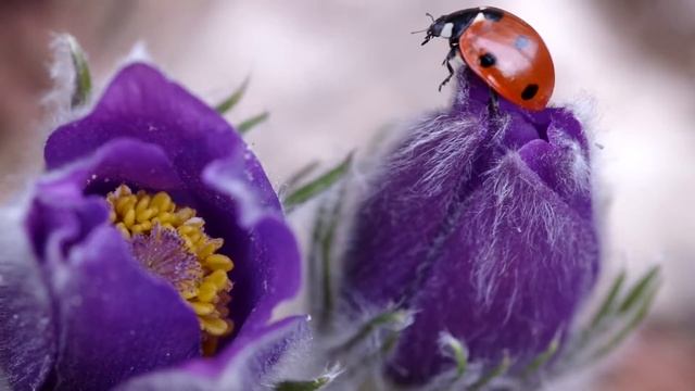 Божья коровка и сон-трава. Ladybug and dream-grass смотреть онлайн