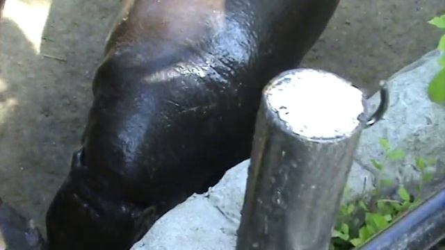 тайский бегемот обжора (Thai Hippo eater) смотреть онлайн