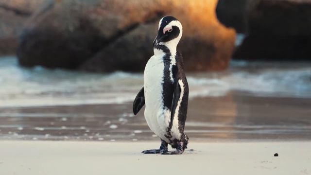 Traveling on Penguin island \ Путешествие на остров пингвинов релакс музыка смотреть онлайн