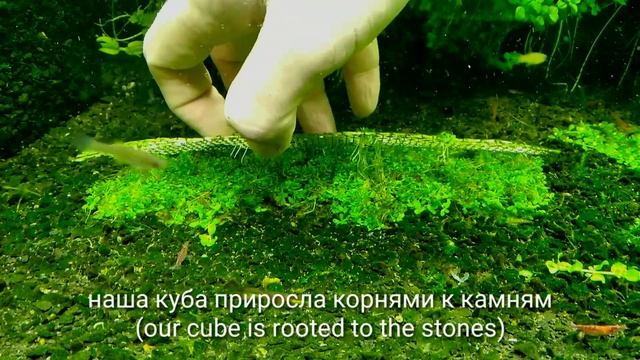 Как сажать почвапокровные растения в аквариуме/How to plant groundcover plants in an aquarium смотреть онлайн