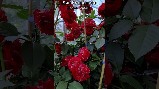 Роза Дип Импрешион в продаже 15.07.23 смотреть онлайн