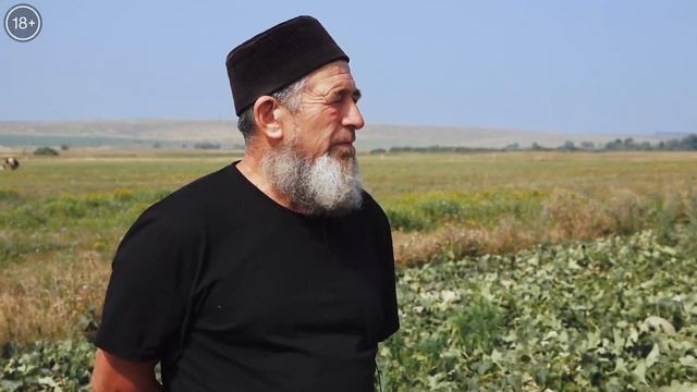 Татарская бахча: дыни в открытом грунте | Фермерское дело смотреть онлайн