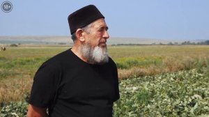 Татарская бахча: дыни в открытом грунте | Фермерское дело