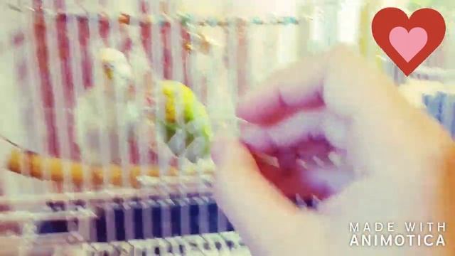 Яшик заболел! как лечить попугая и каким кормом кормить. смотреть онлайн