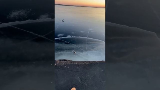 Утка ест хлеб на набережной Саратова смотреть онлайн