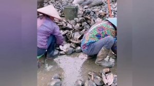 Жемчужина. Как добывают жемчуг тоннами / Pearl. How to extract pearls by the ton