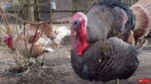 Домашние животные ДЛЯ ДЕТЕЙ. Учим названия домашних животных. Развивающее видео для детей.