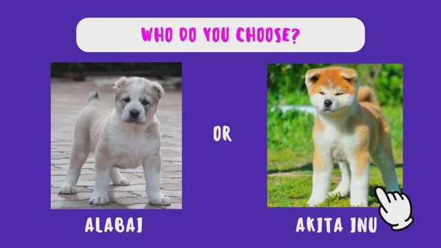 Which dog do you choose? - Quiz in English смотреть онлайн
