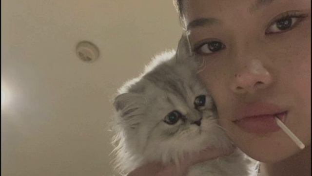 manifest a cat 120+ subliminals bundle смотреть онлайн