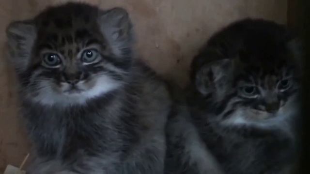 Котята манула. смотреть онлайн