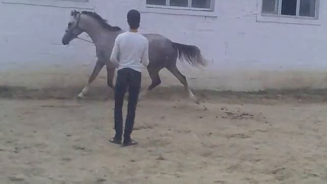 Пейванд-жеребчик делибозской породы Азербайджана. смотреть онлайн