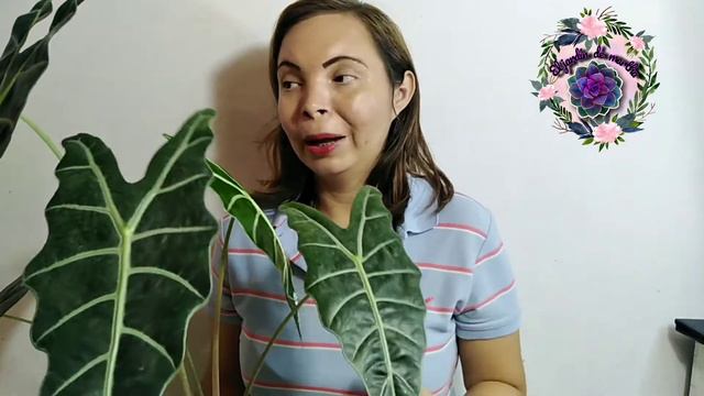 Como Cuidar La Planta Alocasia Sanderiana 🌱Cara de Caballo O Planta Kris смотреть онлайн