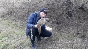 ОХОТА НА ФАЗАНА. ЛОВЛЯ НА ЛОВУШКИ!!! ЛОВЛЯ ФАЗАНОВ ДЛЯ РАЗВЕДЕНИЯ.