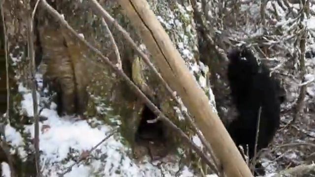 Соболь в корнях - первая реакция на зверька. смотреть онлайн