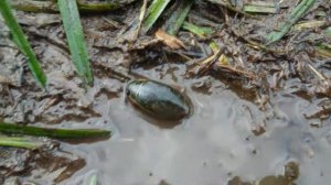 Самый большой жук Ленинградской области?  Экоэкскурсии в СПб.