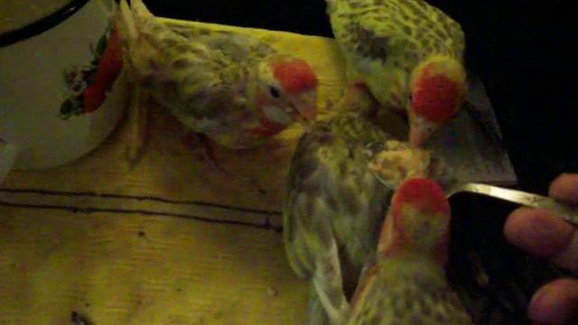 Кормление птенцов розеллы