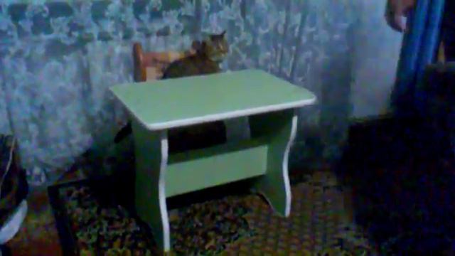 Хорёк -- Натуся и Кошка -- Феня)) мои любимые питомцы)))) смотреть онлайн