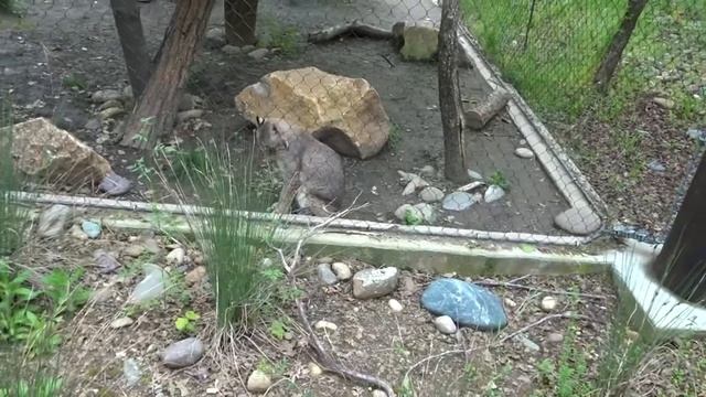 Visiting Turtle Bay Exploration Park [ US Trip ] Vlog смотреть онлайн