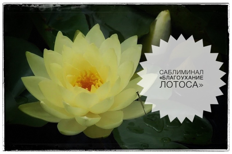 САБЛИМИНАЛ «БЛАГОУХАНИЕ ЛОТОСА»🪷 🤲👠 #саблиминалы #лотос #женскаяэнергия #божественное