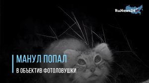 В Саяно-Шушенском заповеднике в объектив фотоловушек попал очень скрытный манул