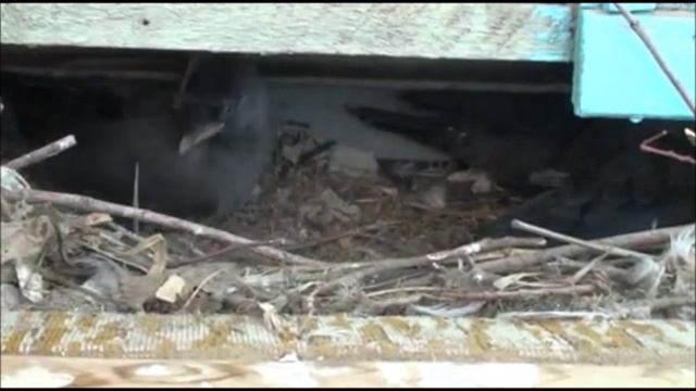 Галка и интересные факты о ней