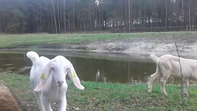 Ответы на вопросы. смотреть онлайн