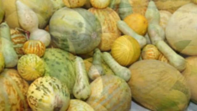 Turkmen melon - Туркменская дыня - чудо изысканного вкуса смотреть онлайн