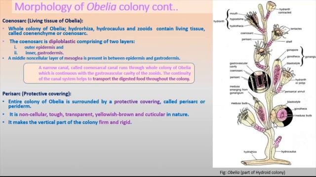 LUNA SHARMIN // Assistant Professor// Zoology// lecture_ 3_ Obelia _part_1 смотреть онлайн