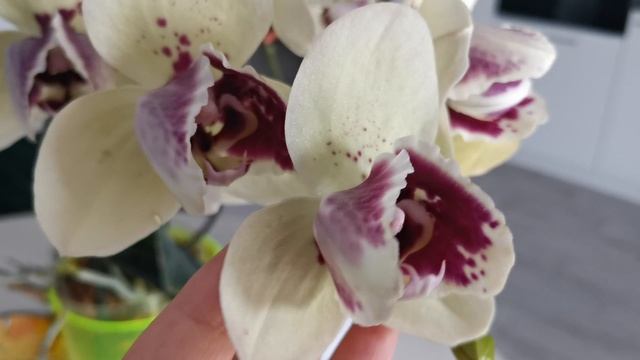 Цветение пелорика и бабочки сорта Альбуфейра. Albufeira ✨ смотреть онлайн